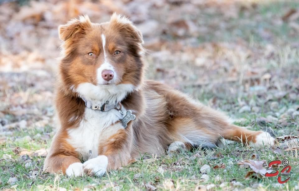 Breed Info Cornerstone Mini Aussies 1279